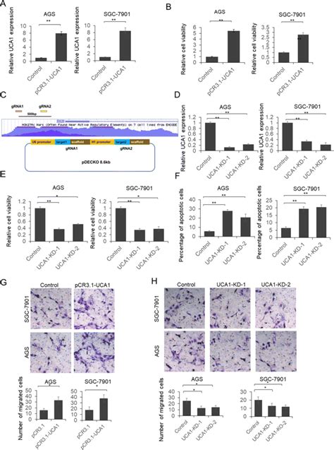 Uca1 Functions As An Onco Lncrna Promotes Gc Cells Proliferation Download Scientific Diagram