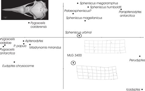 Landmarks Chosen For The Skull Shape Analysis Landmark Is Located