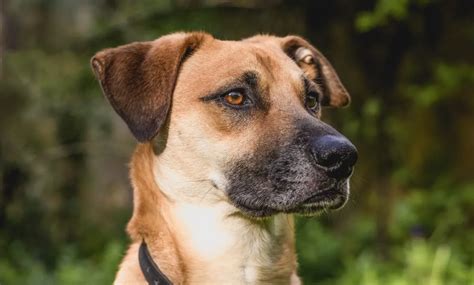 Black Mouth Cur Dog Breed Information & Characteristics