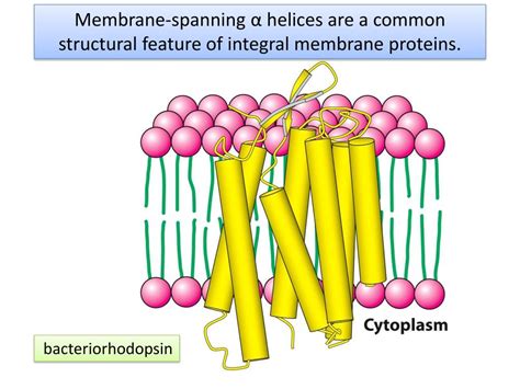 Ppt Lecture 9 Chapter 12 Membranes Powerpoint Presentation Free