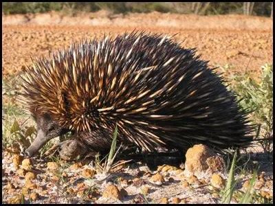 Short Beaked Echidna | The Animal Facts