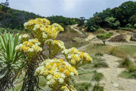 Fakta Bunga Edelweiss Yang Perlu Diketahui Simbol Cinta Abadi