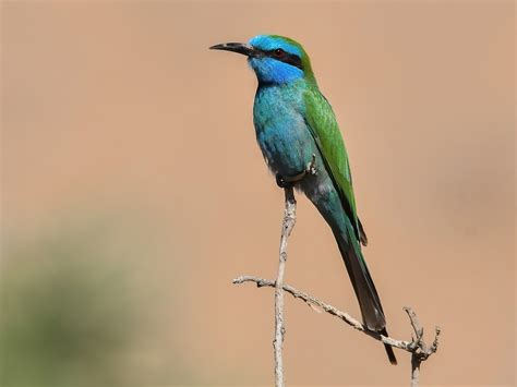 Arabian Green Bee Eater Merops Cyanophrys Birds Of The World