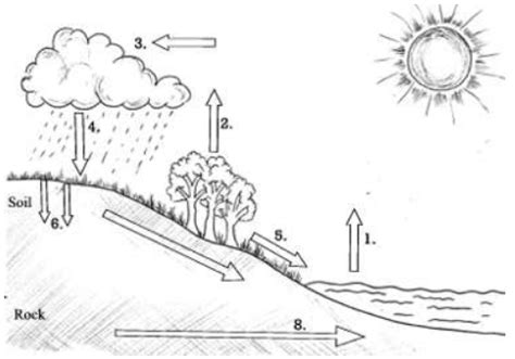 Water Cycle Label Diagram | Quizlet