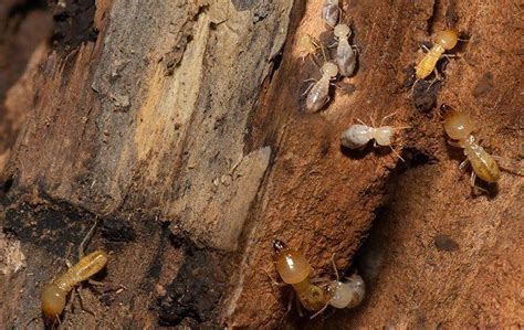 Blog Why You Should Call The Pros About Termites In North Augusta