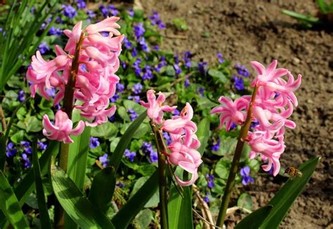 Kerti jácint Hyacinthus Orientalis Teljes útmuttó Kertszepites