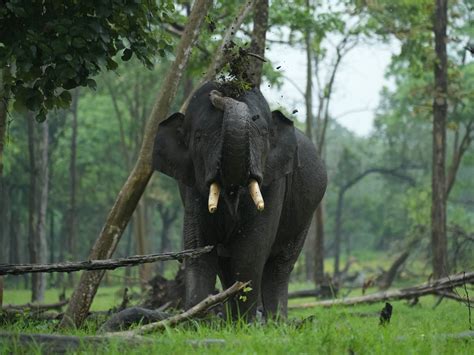 Shrinking Elephant Corridors Of India - Wildlife SOS