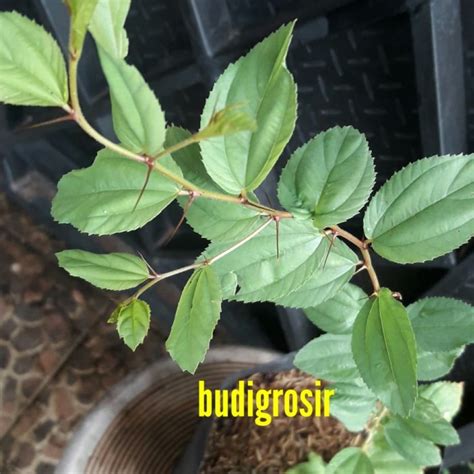 jual tanaman bidara arab sidr ruqyah bibit bidara pohon bidara