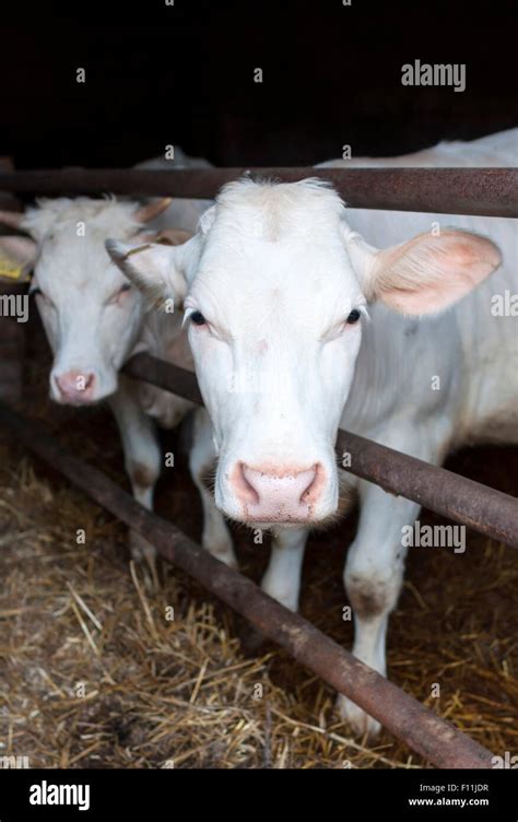 Young Cow Meat Breed Charolais In The Cowshed Stock Photo Alamy