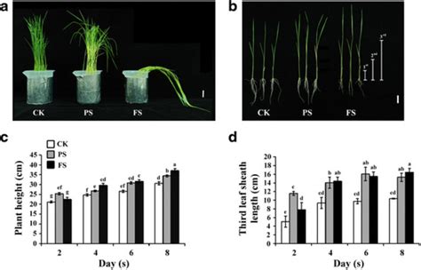 Characterization Of Rice Oryza Sativa Seedlings Growth Under Download Scientific Diagram