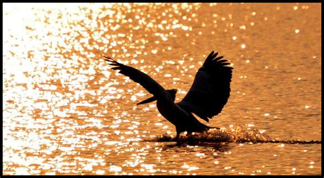 Kolleru Lake Bird Sanctuary,Andhra Pradesh,India | Travel life journeys