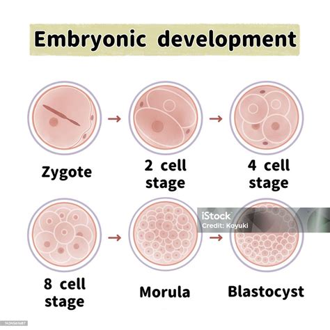 The Process Of Zygote Cell Division In The Early Stages Of Development ...