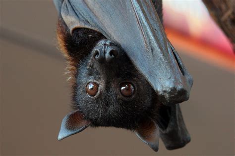 Large Flying Fox (Mammals - Wild Latitudes Borneo Tour) · iNaturalist