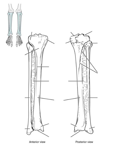 Tibia Fibula Diagram Quizlet