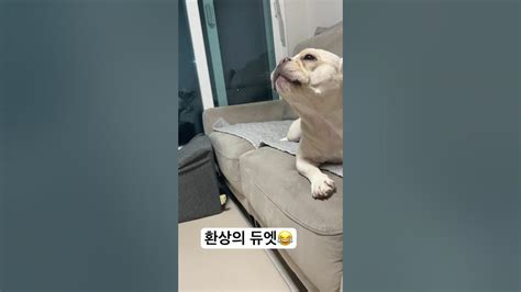 주인녀석의 피아노연주가 마음에 들었던 댕댕이의 반응 😂 Youtube