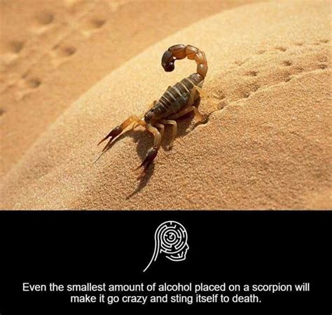 What Does A Scorpion Sting Feel Like Scorpion Sting Symptoms Treatment And Prevention Guide