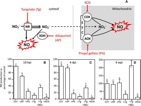 Frontiers Plant Nitrate Reductases Regulate Nitric Oxide Production