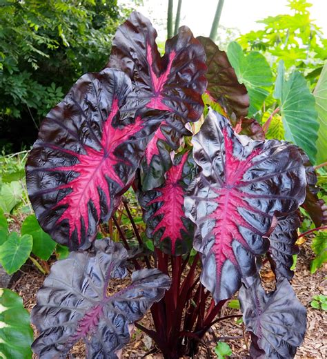 Colocasia Redemption™