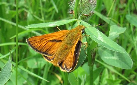 Les Insectes Du Haut Jura La Sylvaine