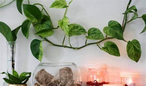 How To Train A Pothos To Climb A Friendly Gardener