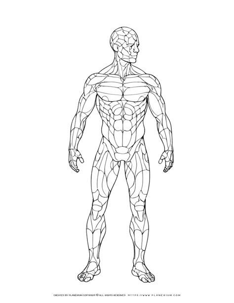 How To Draw Human Anatomy Muscles - Infoupdate.org 