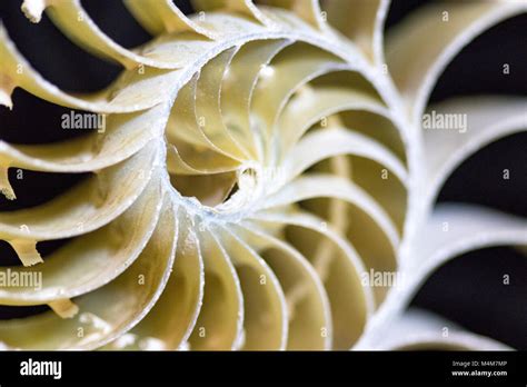 Nautilus shell cross section close up. Macro of the shells inner fractal spiral Stock Photo - Alamy