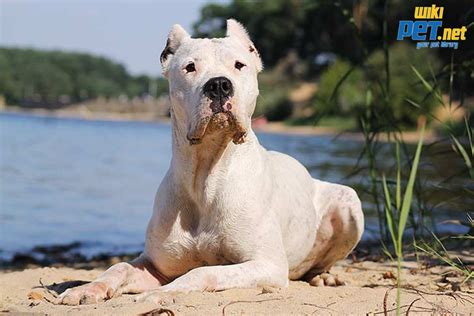 Dogo Argentino: How to raise and care at home - WikiPET