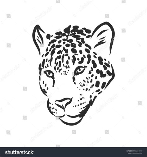 Jaguar Hand Drawn Sketch Illustration Isolated Stock Vector (Royalty Free) 1796331517