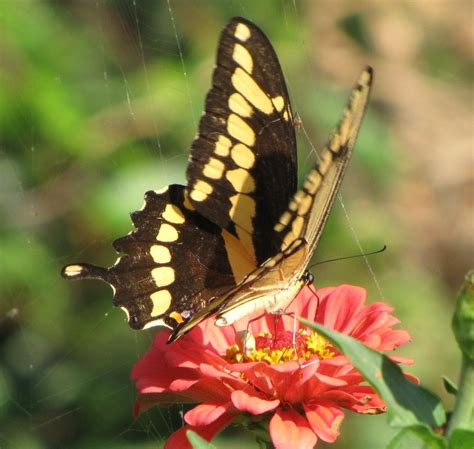 Butterflies Of North Carolina