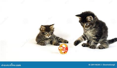 Brown Blotched Tabby Maine Coon Domestic Cat Kittens Playing Against White Background Normandy