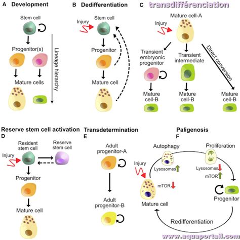 Transdifférenciation définition et explications