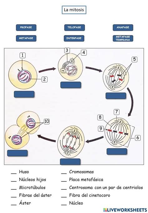 Ficha Online De Mitosis Para 1 Bachillerato Puedes Hacer Los Ejercicios Online O Descargar La