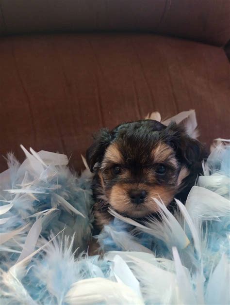 Yorkie pom puppies | PetClassifieds.com