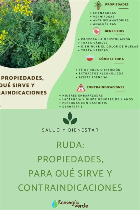 Te explicamos las principales propiedades de la ruda para qué sirve y