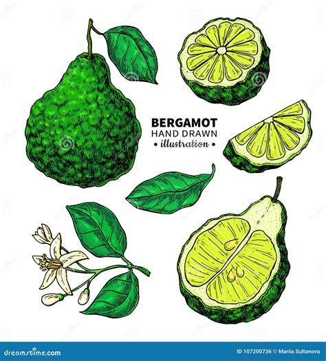 Bergamot Vector Seamless Pattern Drawing. | CartoonDealer.com #116243828