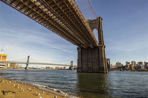 bridge, brooklyn bridge, city, new york, nyc, road bridge, seagulls ...