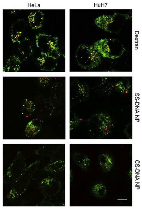 Intracellular Distribution Of Ss And Cs Dna Nps Rhodamine Labeled