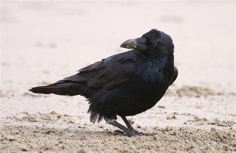 NW Bird Blog: Common Raven