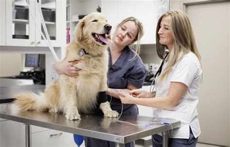 Check Up Veterinário Entenda Como Funciona Petlove