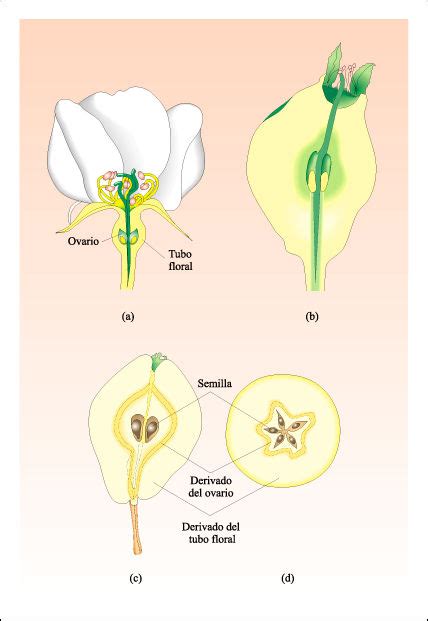 Las Partes De La Planta El Fruto Y Su Clasificación