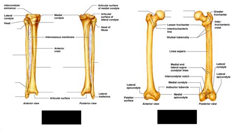 Femur Tibia Fibula Diagram Quizlet