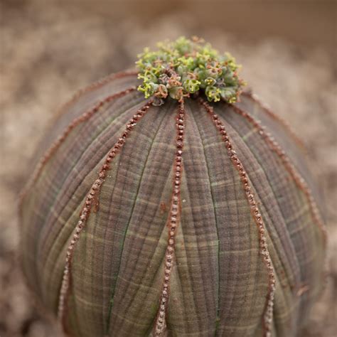 Rare Endangered Flowers