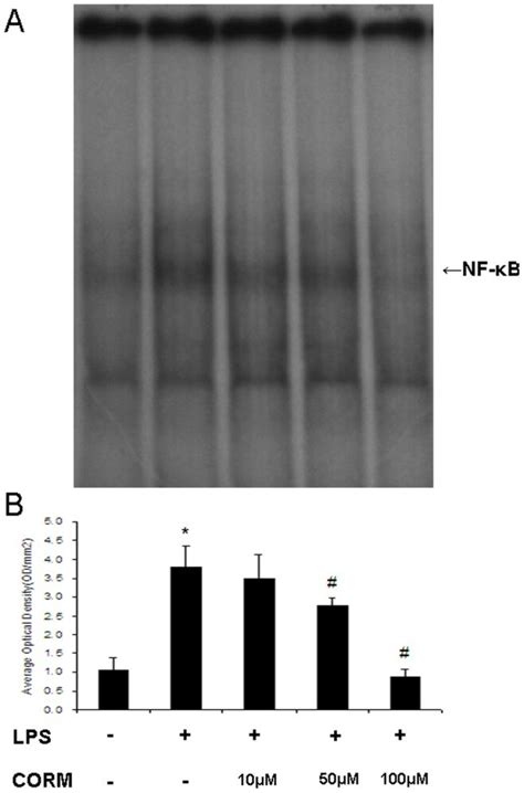 Huvecs Were Grown To Confluence In Well Cell Culture Plates And Were