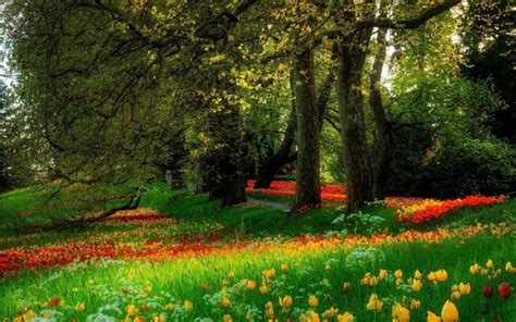 forest, Flowers, Nature Wallpapers HD / Desktop and Mobile Backgrounds