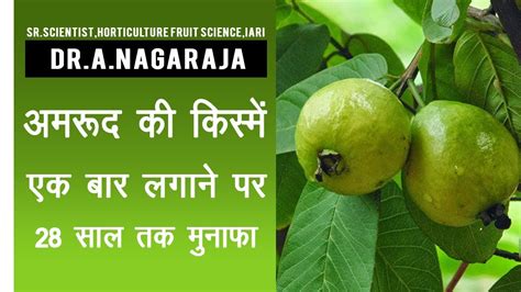 कैसे करें अमरुद की खेती किस्में बिजाई पौधे की देखभाल Guava Cultivation Amrud Ki Kheti