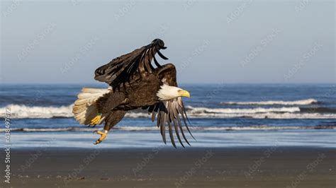 Bald Eagle Landing Stock Photo | Adobe Stock