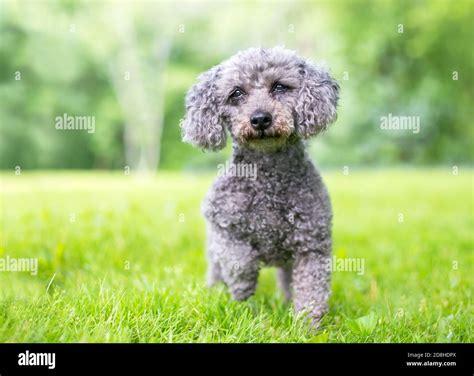 Grey Maltese Poodle