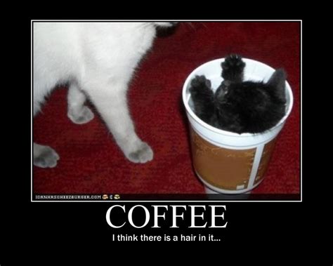 Coffee Cat motivational poster by Val30fDr3am5 on DeviantArt