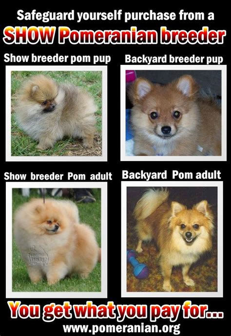 Pomeranian Ugly Stage Before And After Pets Lovers