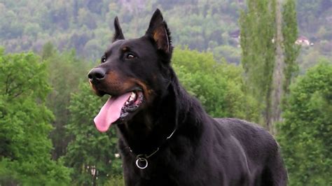 Guard Dog Breeds: Top-10 Best And Its Characteristics